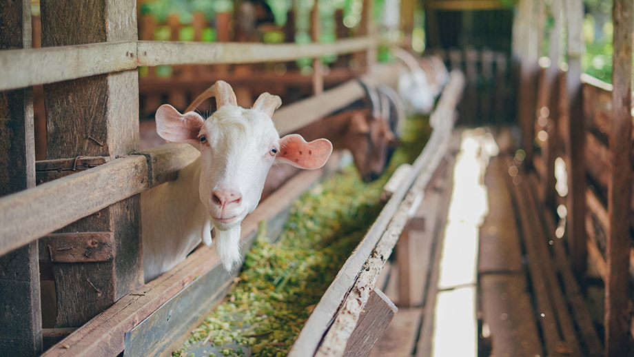 Banyan Tree Thailand Phuket Experiences - Local Tours White Goat Farm