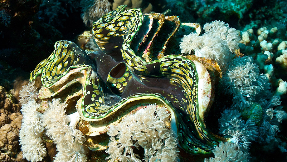 house reef snorkelling