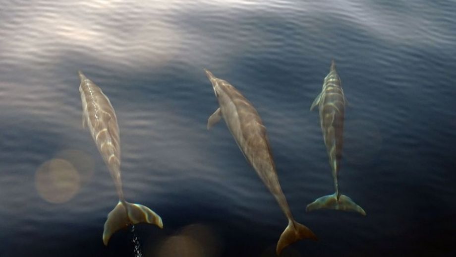 Banyan Tree Vabbinfaru Maldives Dolphin Cruise