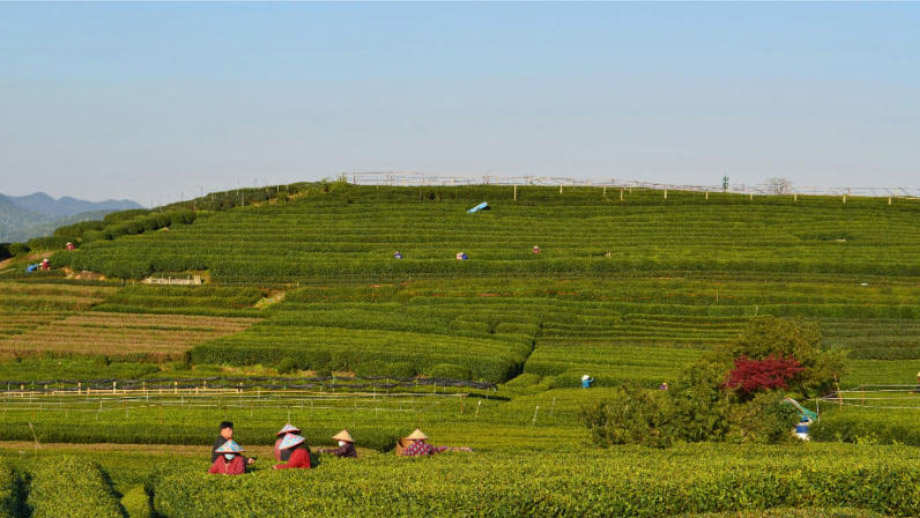 longjing tea village
