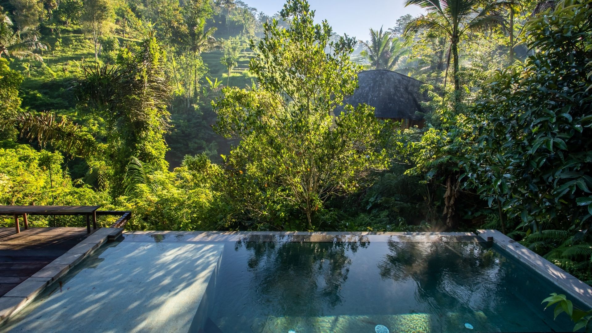 Rainforest